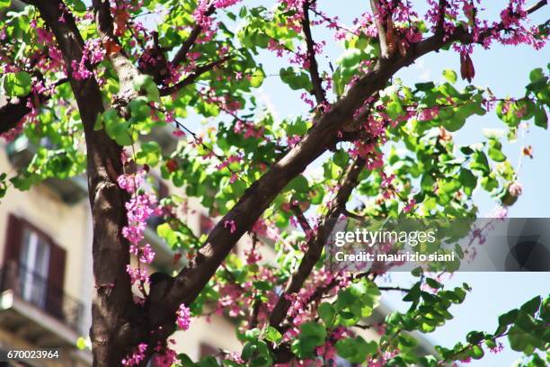 city street against flower trees and buildings - inquadratura dal basso 個照片及圖片檔