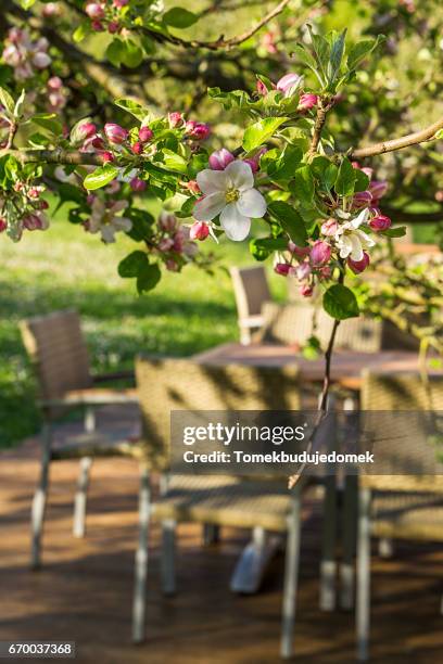 apple blossom - blatt grün ストックフォトと画像