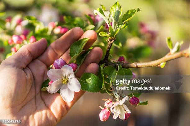 apple blossom - variable schärfentiefe fotografías e imágenes de stock