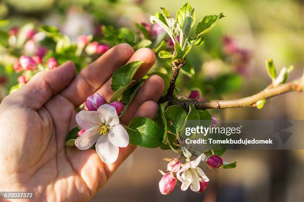 apple blossom - gartenanlage - fotografias e filmes do acervo