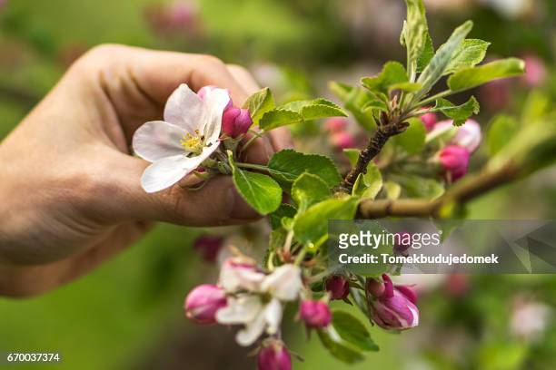 apple blossom - bestäubung stock pictures, royalty-free photos & images
