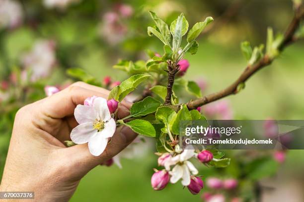 apple blossom - blatt grün stockfoto's en -beelden