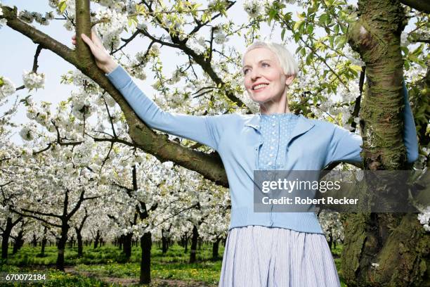 senior woman stands between blossoming cherry trees - gutaussehend 個照片及圖片檔