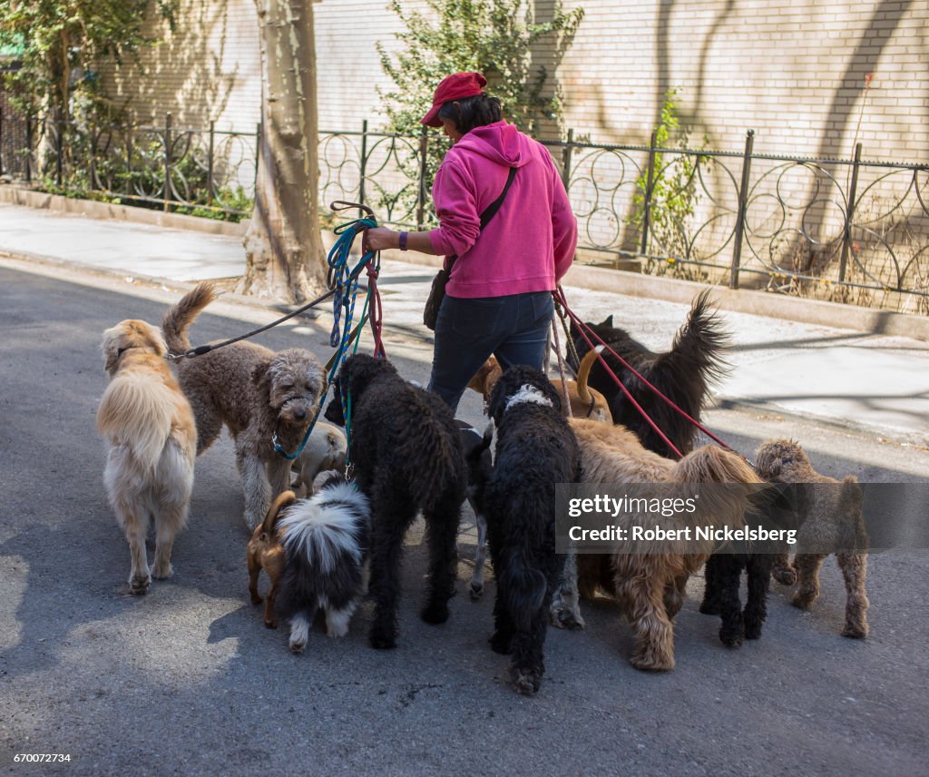 Professional Dog Walker With 13 Dogs