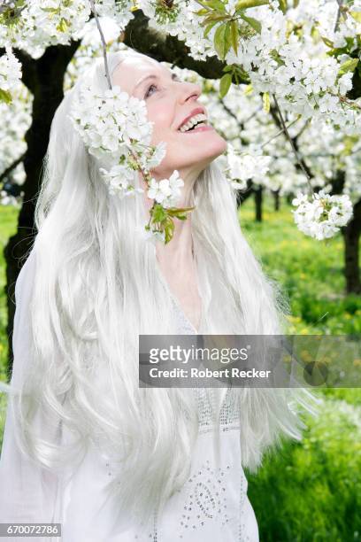 senior woman stands between blossoming cherry trees - sorglos stockfoto's en -beelden