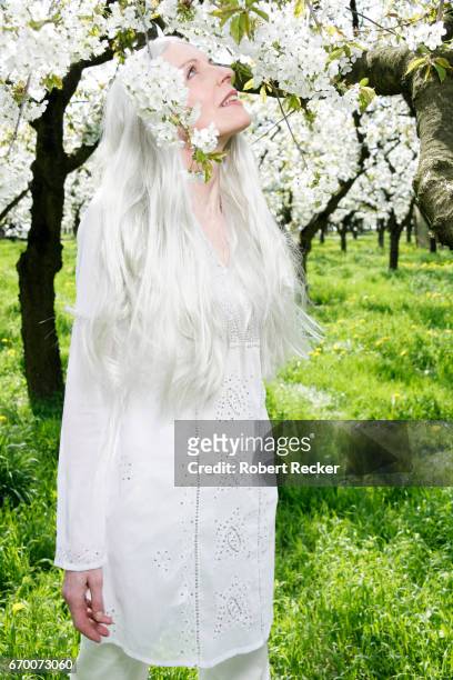senior woman stands between blossoming cherry trees - sorglos fotografías e imágenes de stock