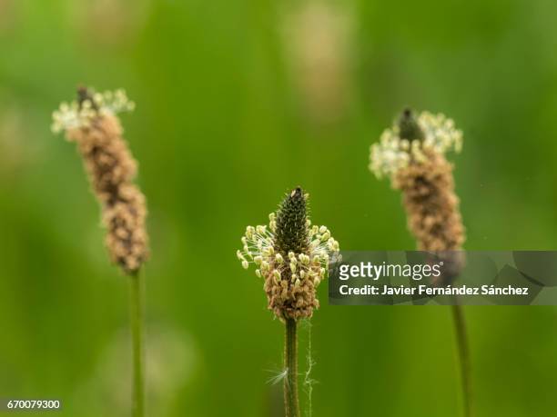 the stamens of the flowers of the ribwort (lesser plantain, plantago lanceolata) can see during spring and summer in most of the prairies of europe. it is a medicinal plant that is used for colds, insect bites, bronchitis, asthma, etc., and other uses. - plantain stock pictures, royalty-free photos & images