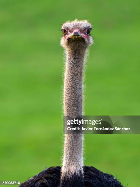 the taut neck of an ostrich male, his bulging eyes riveted toward the camera. - ostrich ストックフォトと画像