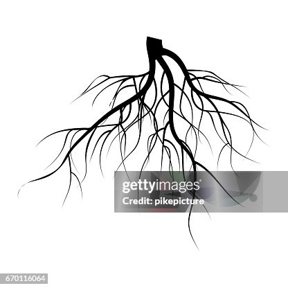 Shallow Roots Vector Tree Underground Roots Vector Set Illustration Isolated On White ...