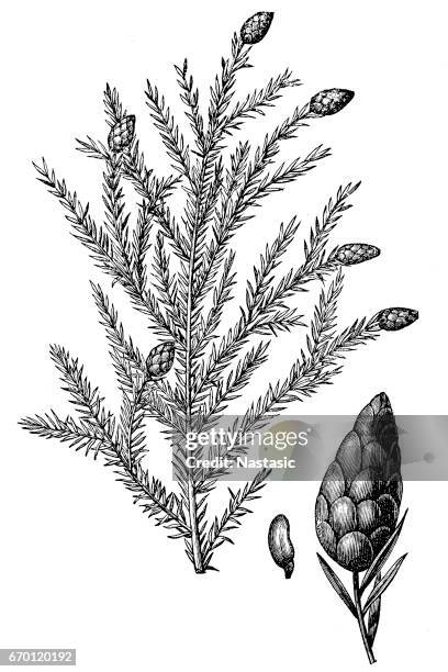 tsuga canadensis, also known as eastern hemlock, eastern hemlock-spruce or canadian hemlock - spruce branch stock illustrations