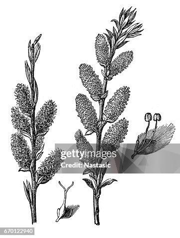 薩利克斯·維米納利斯(奧西耶) 薩利克斯·維米納利斯(奧西耶)