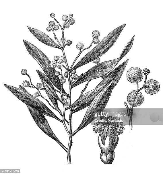 stockillustraties, clipart, cartoons en iconen met acacia penninervis, algemeen bekend als hickory wattle, mountain hickory, of blackwood - tropische boom