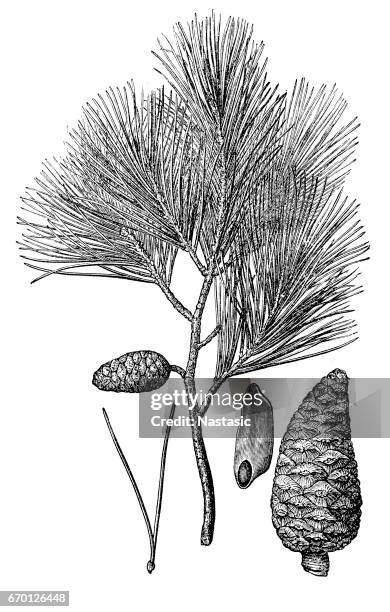 pinus halepensis (aleppo pine) - aleppo pine stock illustrations