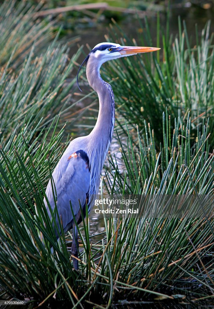 Single Great Blue Heron (Ardea herodias) surrounded by Spikerush (Eleocharis) water plants