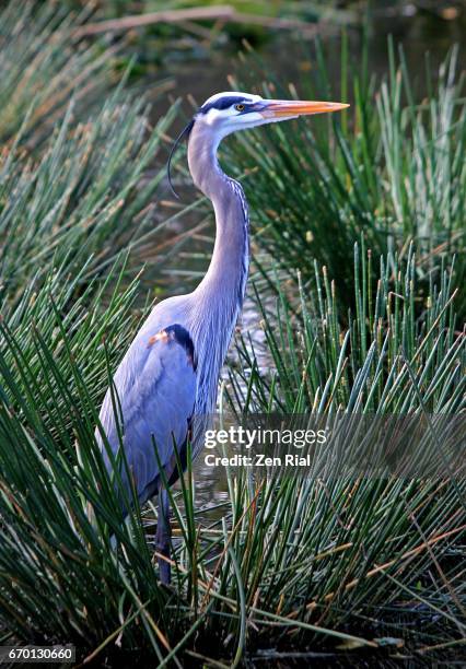 single great blue heron (ardea herodias) surrounded by spikerush (eleocharis) water plants - great blue heron stock pictures, royalty-free photos & images