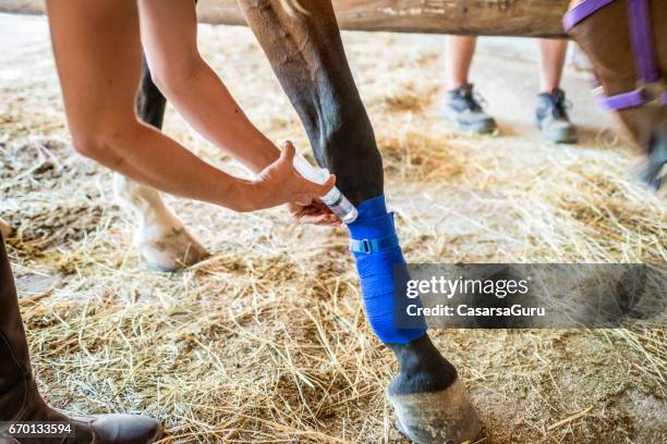 mujer joven una herida con el agua en una jeringa de enfriamiento - horse legs fotografías e imágenes de stock