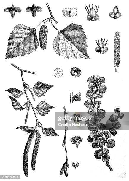 ostasiatische weiße birke, silberbirke oder warzenbirke (betula pendula) - birke freisteller stock-grafiken, -clipart, -cartoons und -symbole
