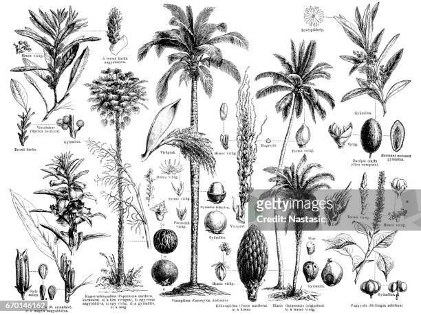 öl und fett produzierenden anlage - coconut leaf stock-grafiken, -clipart, -cartoons und -symbole