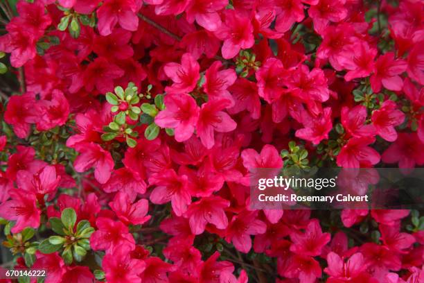 close-up of pink azalea flowers filling frame. - azalea foto e immagini stock