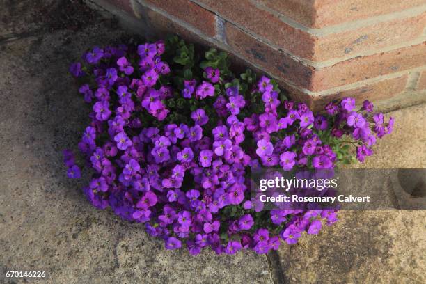 root of purple aubrieta in flower between paving stones. - aubrieta stock pictures, royalty-free photos & images