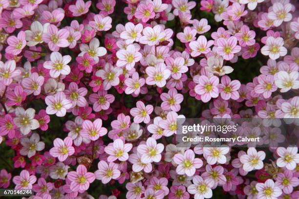 small flowers of pink saxifrage in rock garden, uk. - abundance stock pictures, royalty-free photos & images