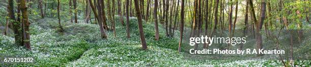 wide panorama of wild garlic in an english woodland - tree trunk wide angle stock pictures, royalty-free photos & images