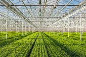 Symmetrical overview of lots of small chrysanthemum cuttings in long rows