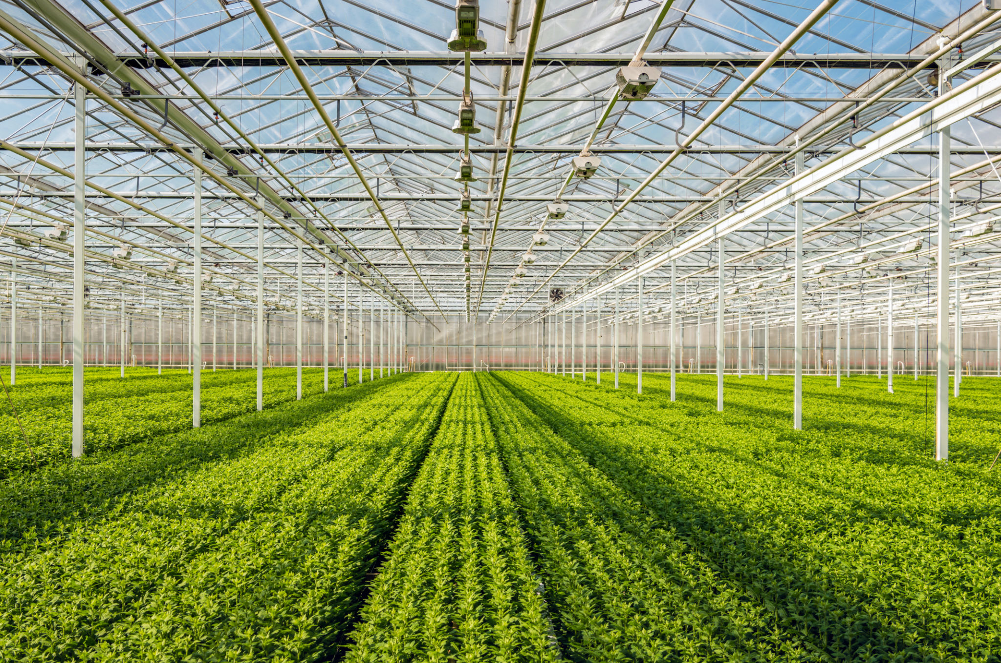 greenhouse farming