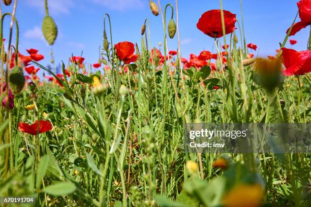 poppy field details - psyllium stock pictures, royalty-free photos & images
