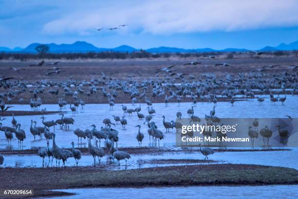 sandhill cranes - arizona bird fotografías e imágenes de stock