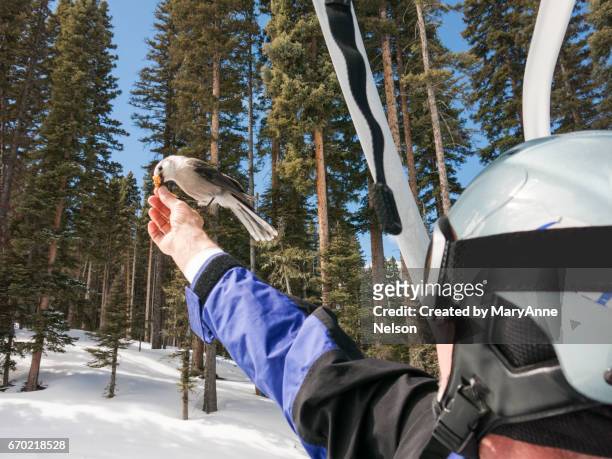 bird eating out of a hand - anne helm stock-fotos und bilder