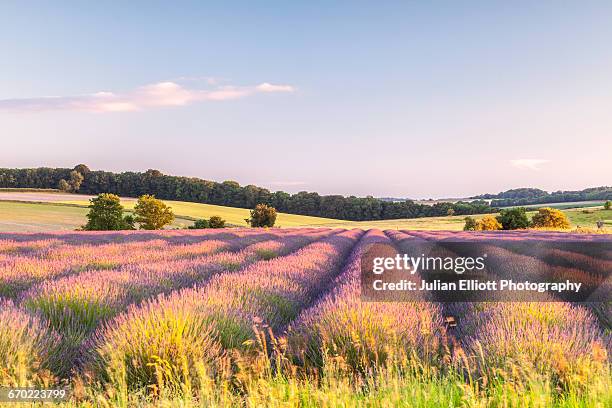 lavender fields near to snowshill, cotswolds. - landscape purple stock pictures, royalty-free photos & images