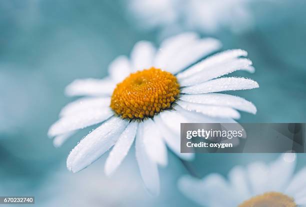 camomiles on a meadow in rain drops - daisy foto e immagini stock