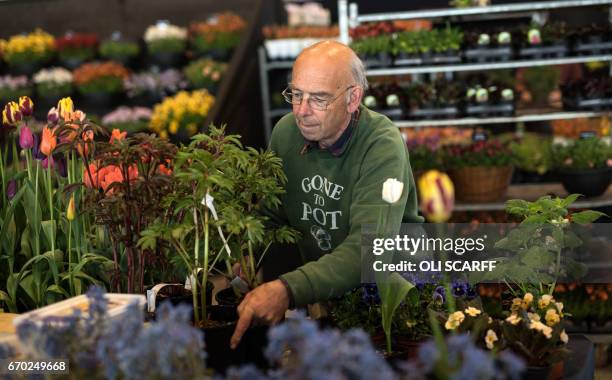 An exhibitor puts the finishing touches to a display of flowers on the eve of the opening day of the Harrogate Spring Flower Show at the Great...