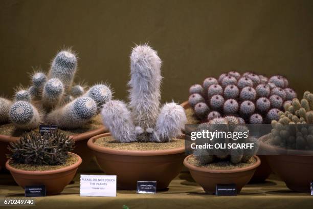 Cacti are displayed on the eve of the opening day of the Harrogate Spring Flower Show at the Great Yorkshire Showground in Harrogate, northern...