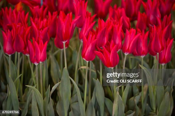 Pieter de Leur tulips are displayed on the eve of the opening day of the Harrogate Spring Flower Show at the Great Yorkshire Showground in Harrogate,...