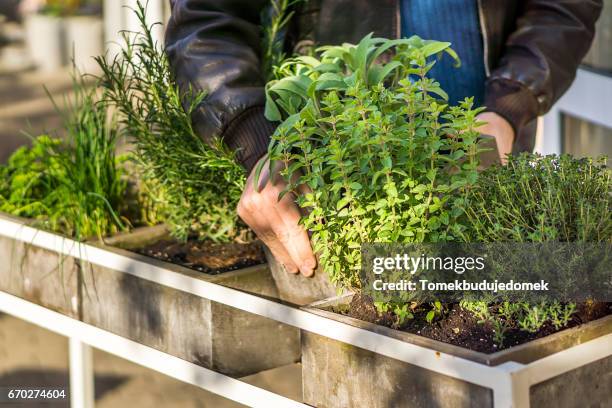 herbs - lederjacke stock pictures, royalty-free photos & images
