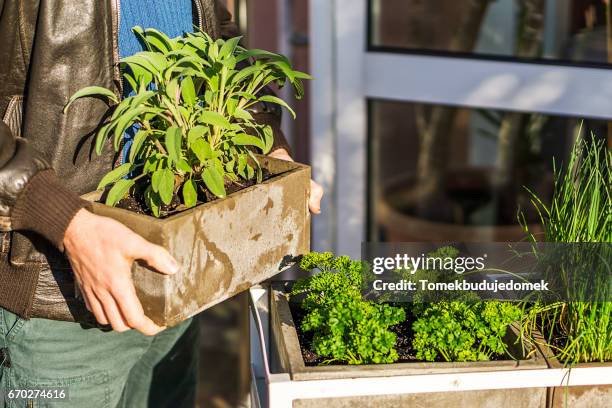 herbs - blatt grün ストックフォトと画像