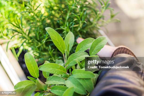 herbs - blatt grün stockfoto's en -beelden