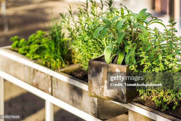 herbs - blatt grün ストックフォトと画像