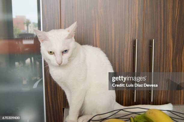 cat white on table - heterochromatin stock pictures, royalty-free photos & images