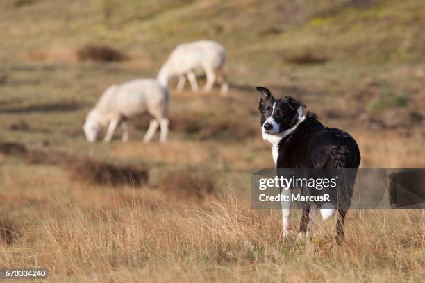 sheepdog looking for permission - chien de berger photos et images de collection