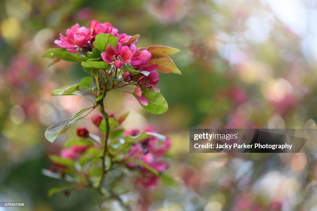 Malus × moerlandsii 'Profusion', Crab apple spring pink blossom