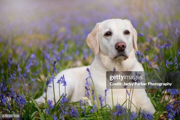 a golden/yellow labrador retriever dog lying in a bluebell wood - bluebell wood foto e immagini stock