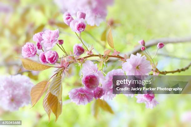 prunus kanzan pink spring flowering cherry blossom - prunus kanzan stock pictures, royalty-free photos & images
