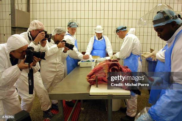 Workers from the Dutch National Agency for Cattle and Meat Control takes a brain tissue sample from a freshly-slaughtered cow January 9, 2001 in...