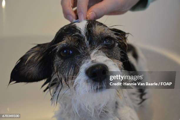 close-up of wet dog in bathtub - hannie van baarle stockfoto's en -beelden