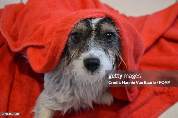 wet dog wearing towel on head - hannie van baarle photos et images de collection