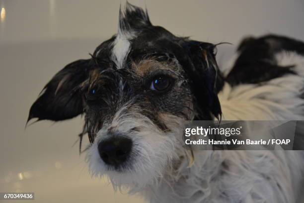 close-up of wet dog - hannie van baarle photos et images de collection