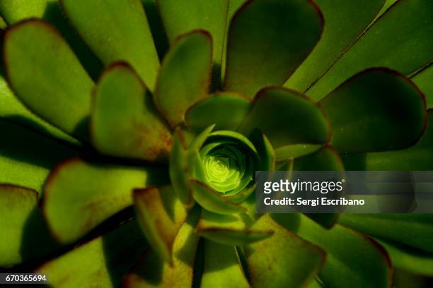 close-up of aeonium arboreum(air plant, evergreen tree). - evergreen plant stock-fotos und bilder